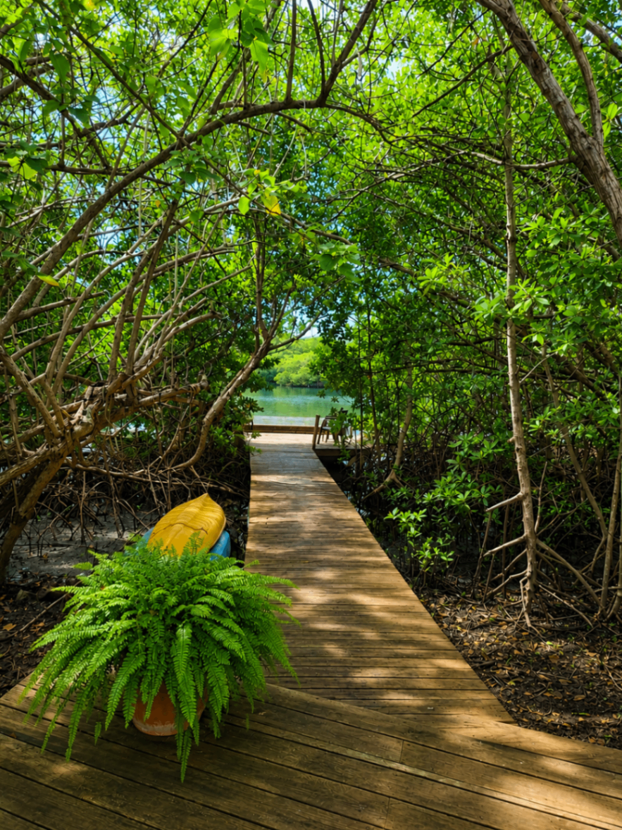 Why Our Guests Love Mangrove